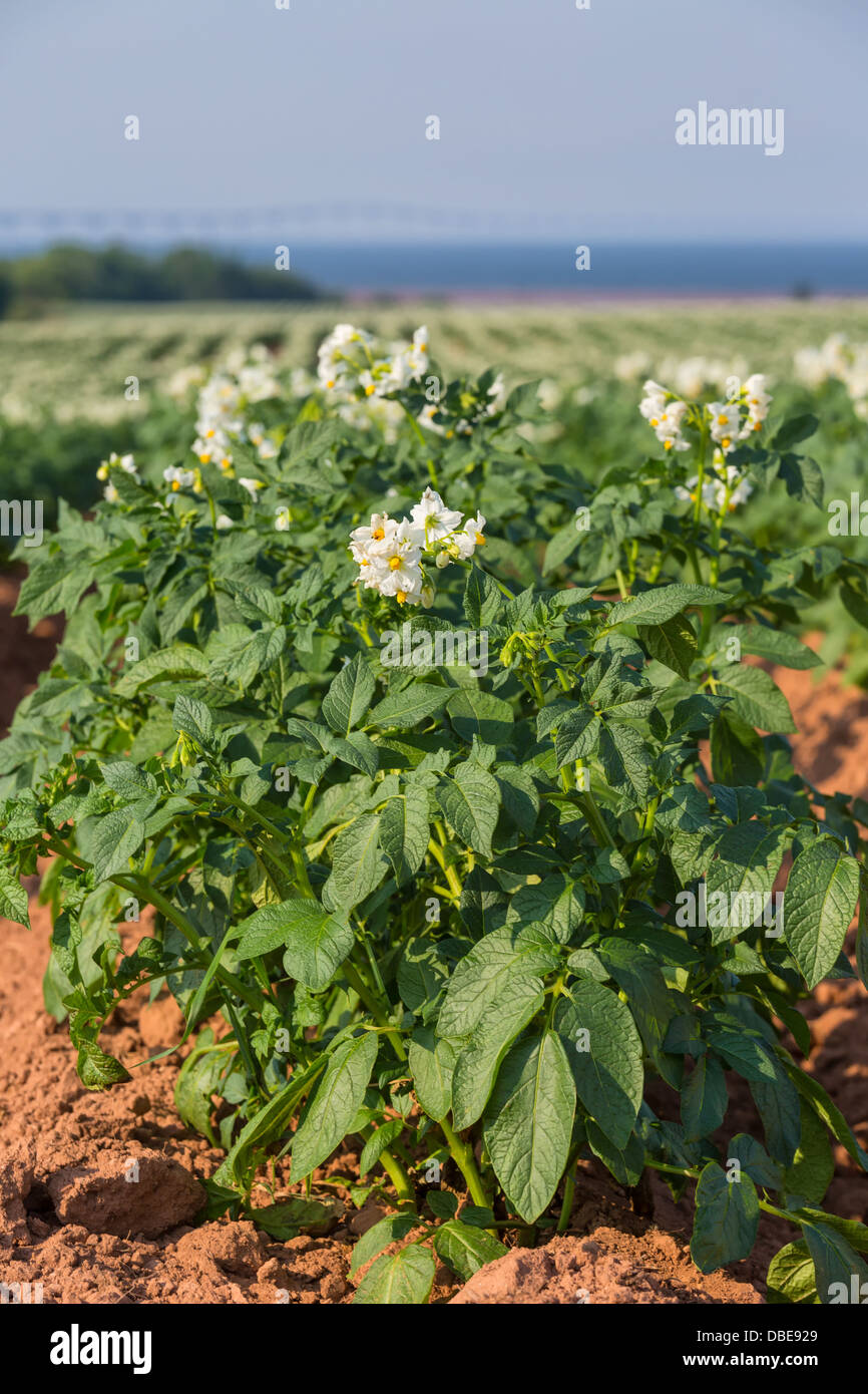 A field in rural Prince Edward Island, Canada of potato plants in full flower. Confederation Bridge is at the distant horizon. Stock Photo