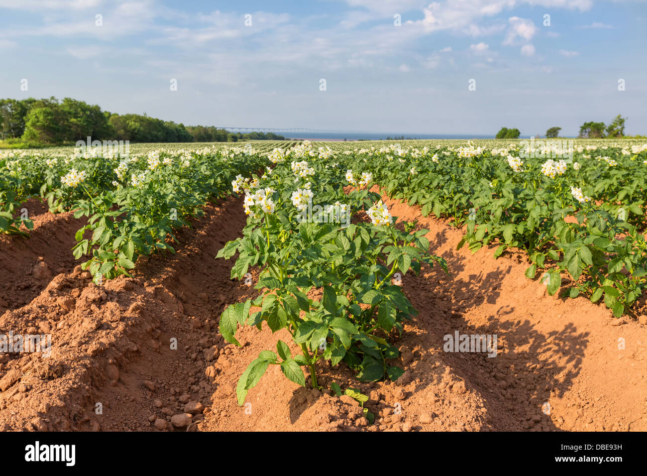 A field in rural Prince Edward Island, Canada of potato plants in full flower. Confederation Bridge is at the distant horizon. Stock Photo