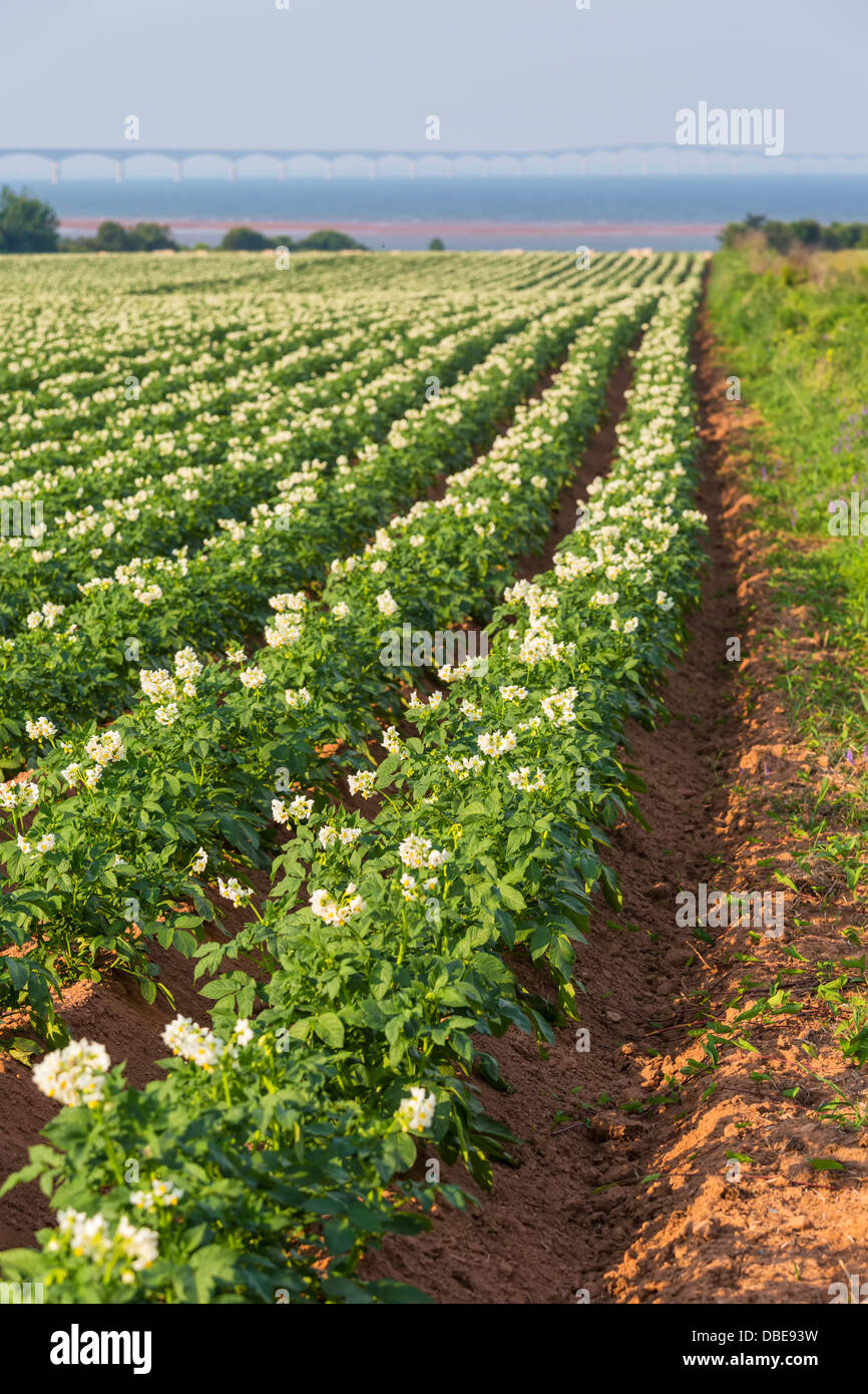 A field in rural Prince Edward Island, Canada of potato plants in full flower. Confederation Bridge is at the distant horizon. Stock Photo