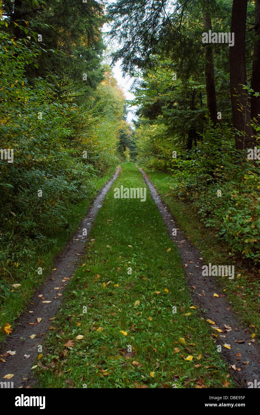 A road disappearing into the woods Stock Photo Alamy