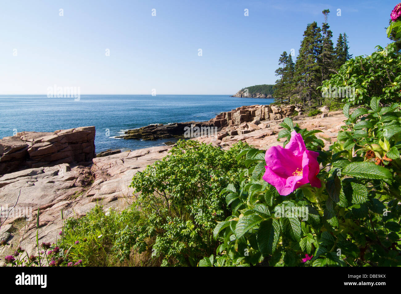 Marine landscape and wild roses in Acadia, Park Loop Road, Acadia National Park, Maine Stock Photo