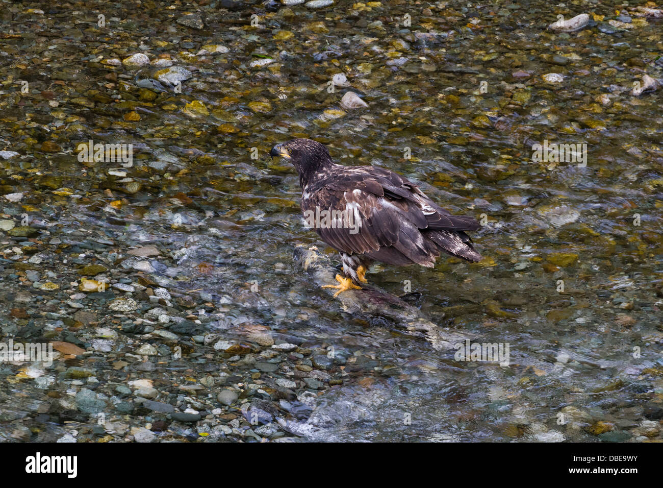 Bald eagle catching salmon fish at hyder Alaska Stock Photo - Alamy