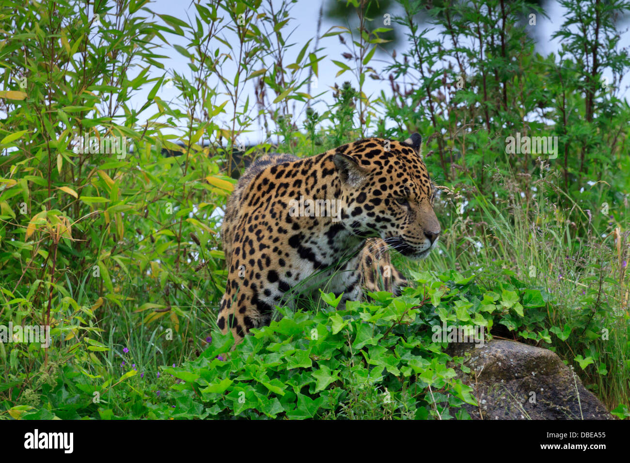 A Jaguar at Chester Zoo Stock Photo - Alamy