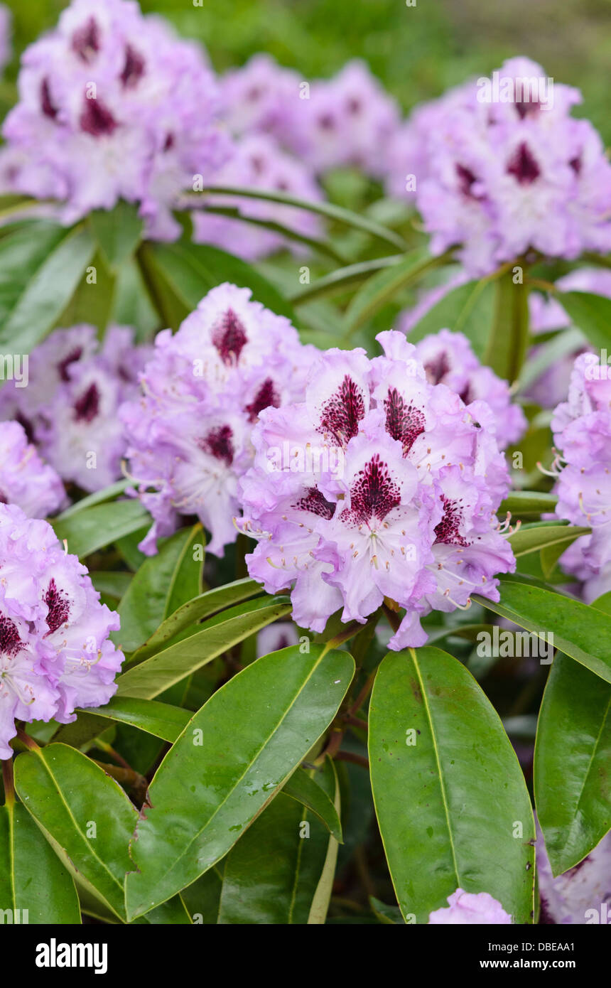 Large-flowered rhododendron hybrid (Rhododendron Blue Peter) Stock Photo