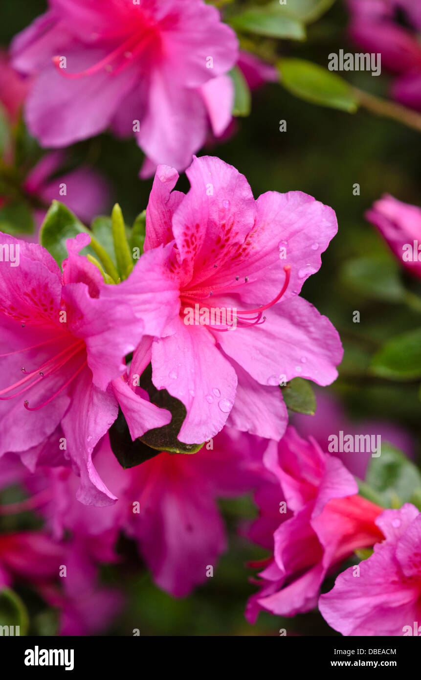 Azalea Rhododendron Obtusum Stock Photos Azalea Rhododendron