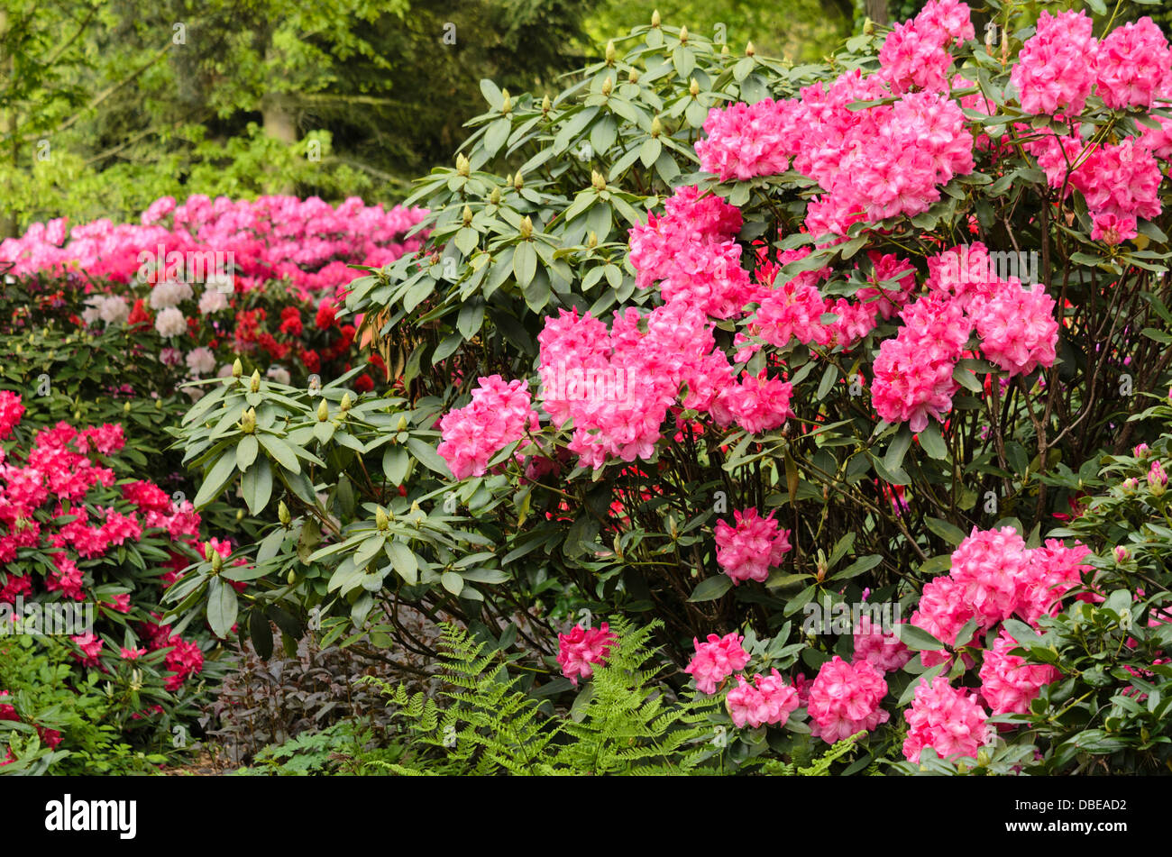 Large-flowered rhododendron hybrid (Rhododendron Lady Stuart of Wortley) Stock Photo