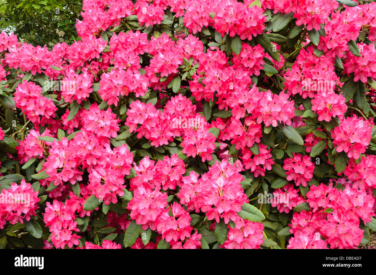 Large-flowered rhododendron hybrid (Rhododendron Ronsdorf) Stock Photo