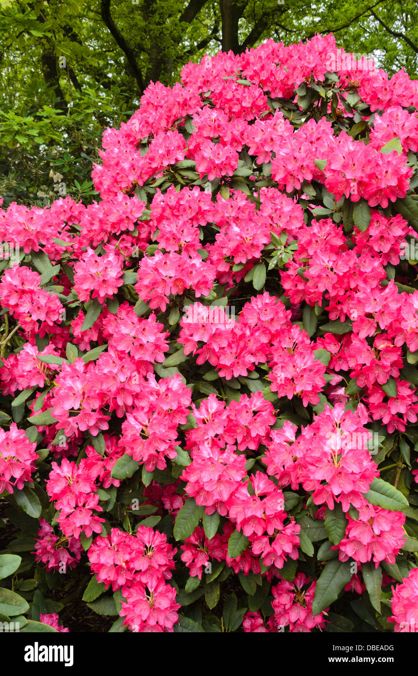 Large-flowered rhododendron hybrid (Rhododendron Ronsdorf) Stock Photo