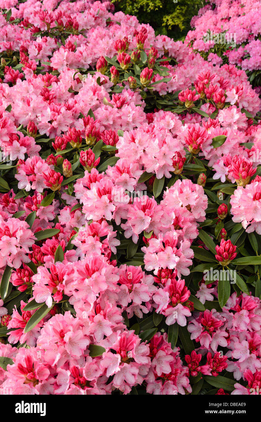 Yakushima rhododendron (Rhododendron degronianum subsp. yakushimanum 'Pink Cherub') Stock Photo