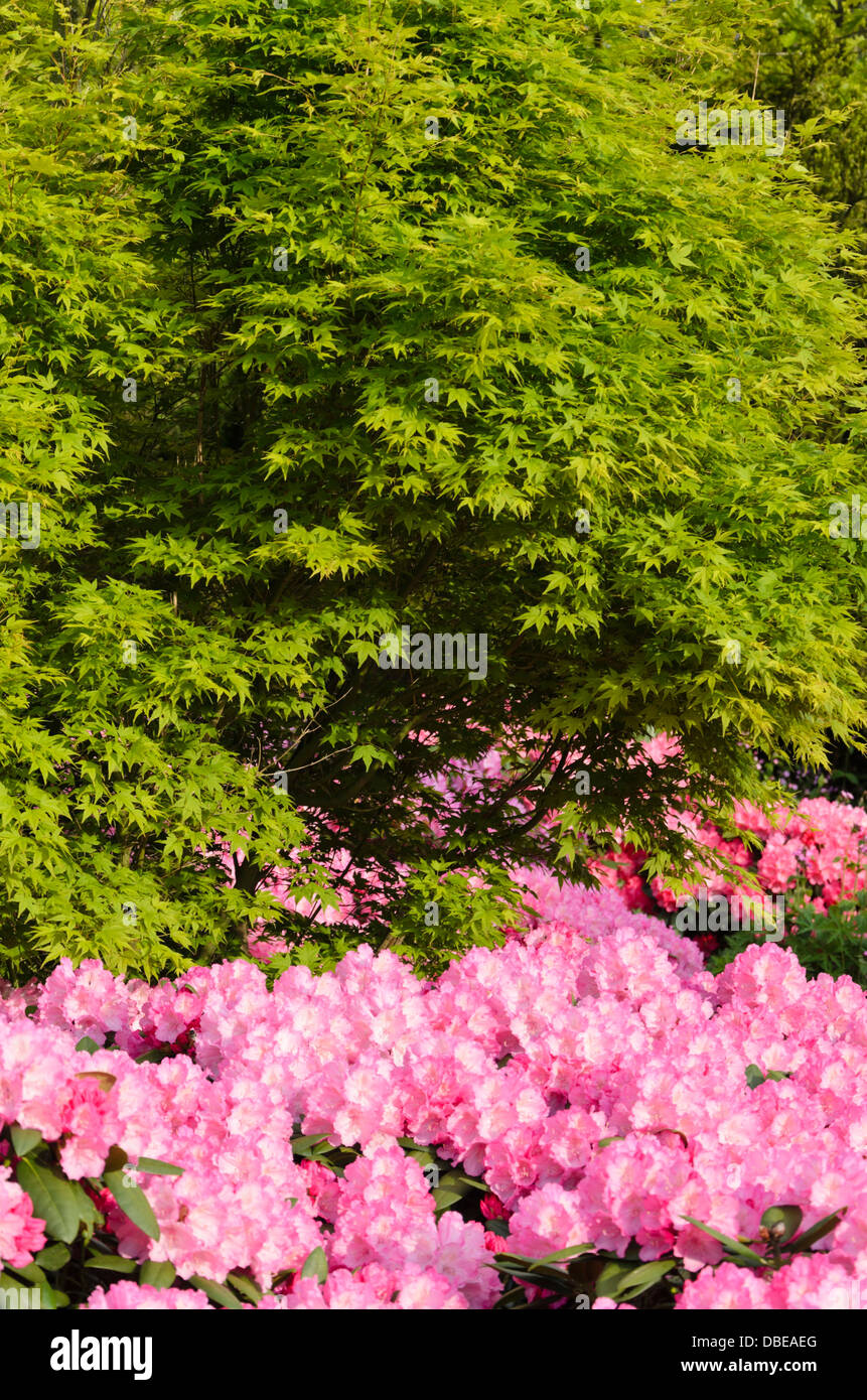 Japanese maple (Acer palmatum) and rhododendron (Rhododendron) Stock Photo