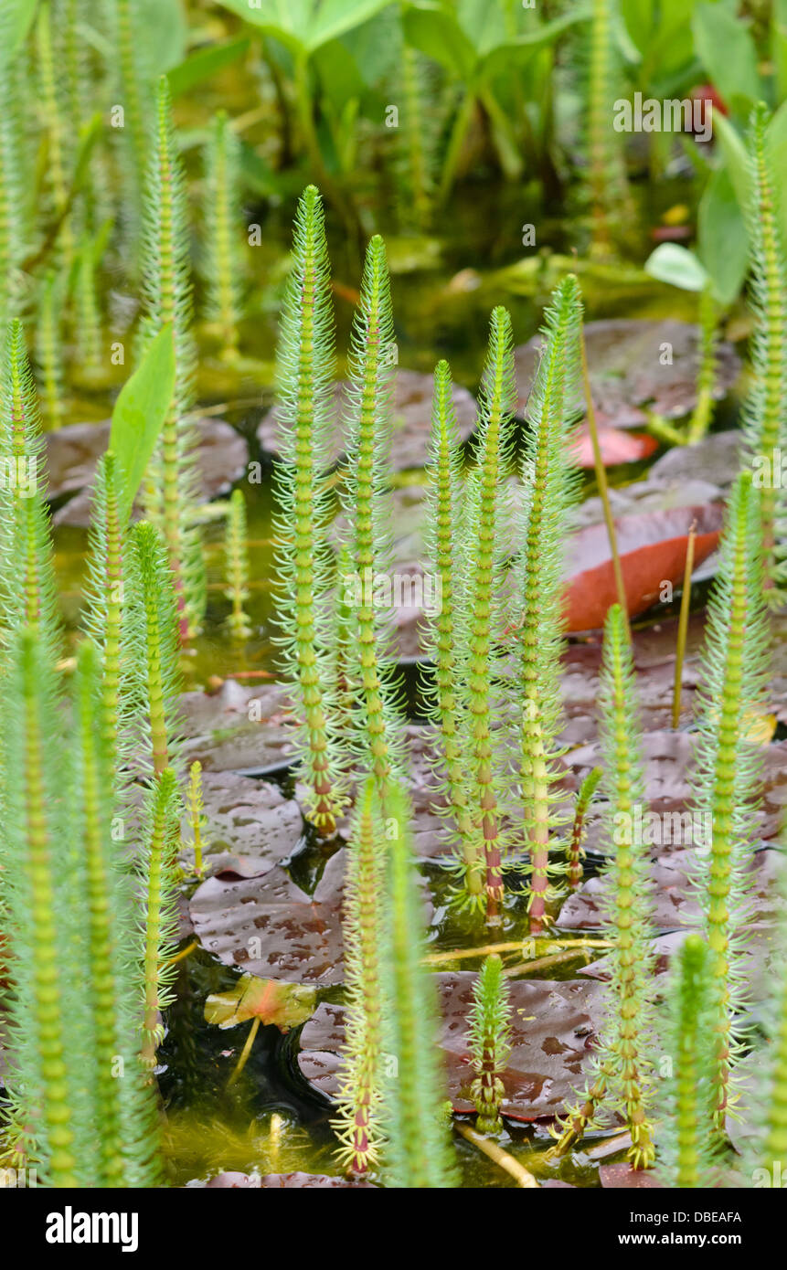 Common mare's tail (Hippuris vulgaris) and water lily (Nymphaea) Stock Photo