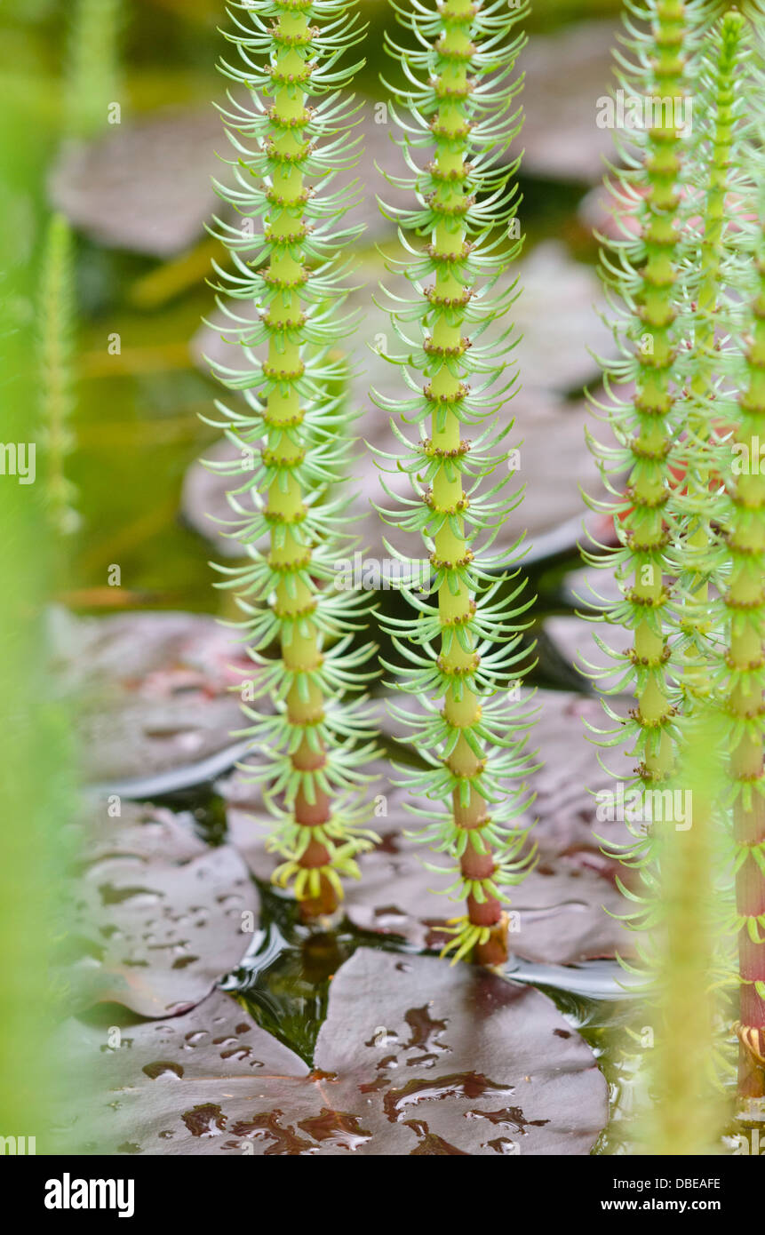 Common mare's tail (Hippuris vulgaris) and water lily (Nymphaea) Stock Photo