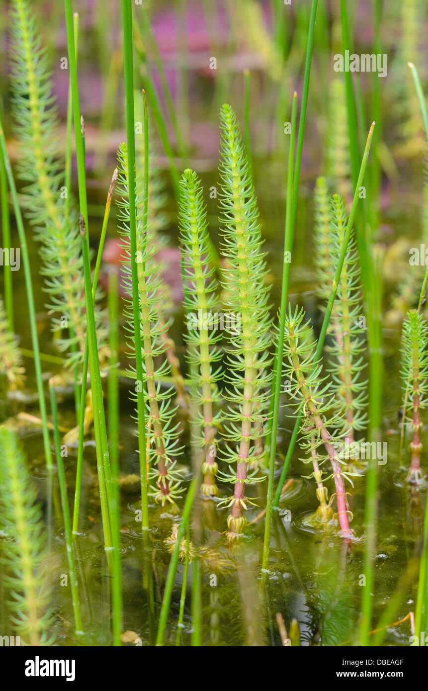 Common mare's tail (Hippuris vulgaris) Stock Photo