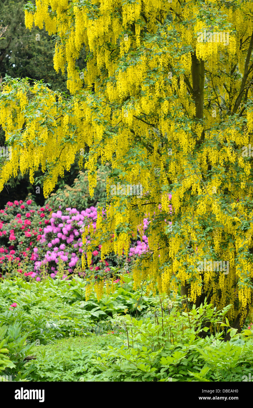 Common laburnum (Laburnum anagyroides) and rhododendrons (Rhododendron) Stock Photo