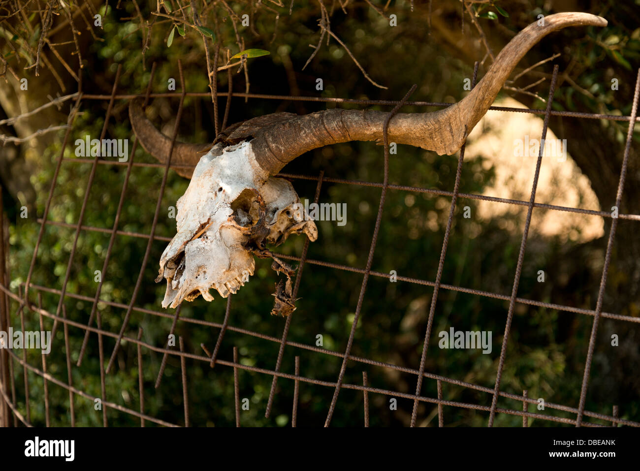 Sheep or goats skull with horns Stock Photo Alamy