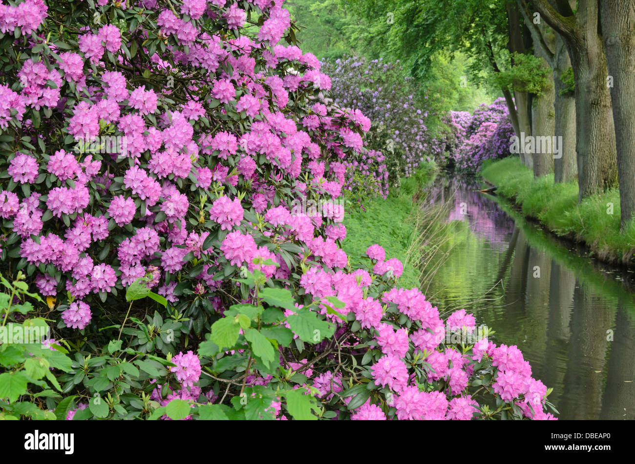 Catawba rhododendron (Rhododendron catawbiense) at a water ditch Stock Photo