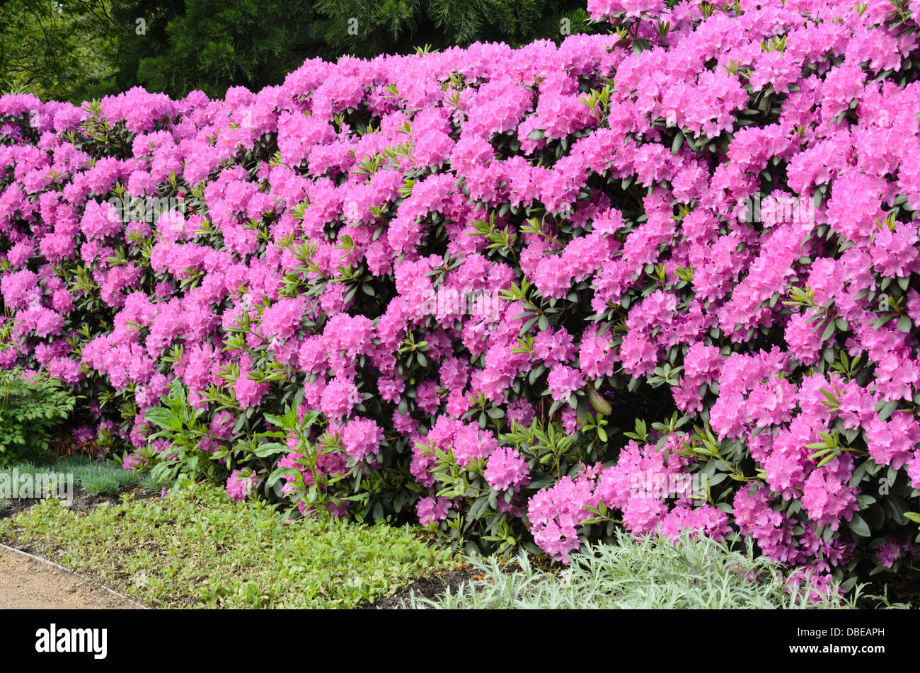 Rhododendron hedge hi-res stock photography and images - Alamy