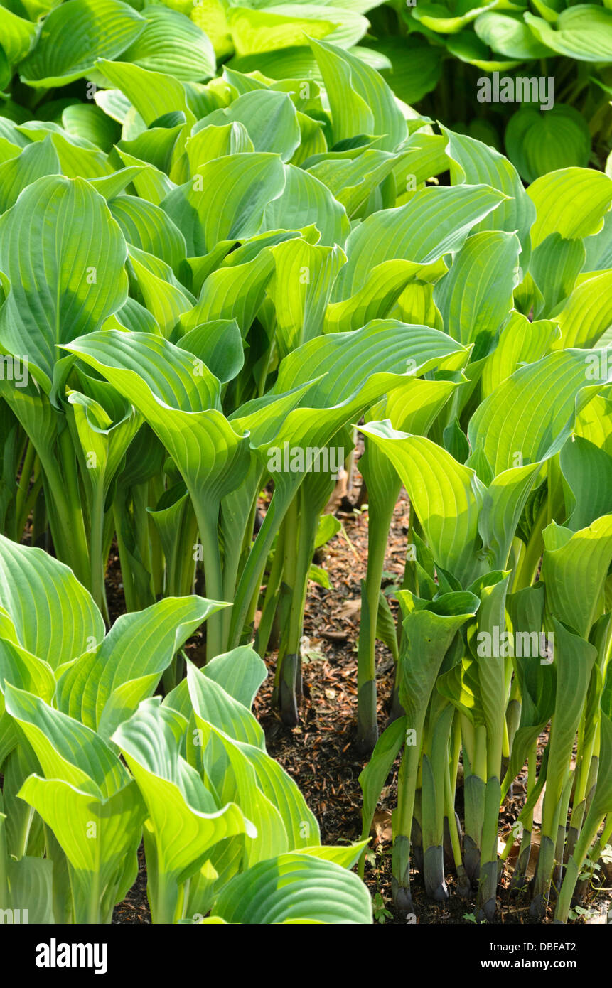 Plantain lily (Hosta nigrescens 'Krossa Regal') Stock Photo