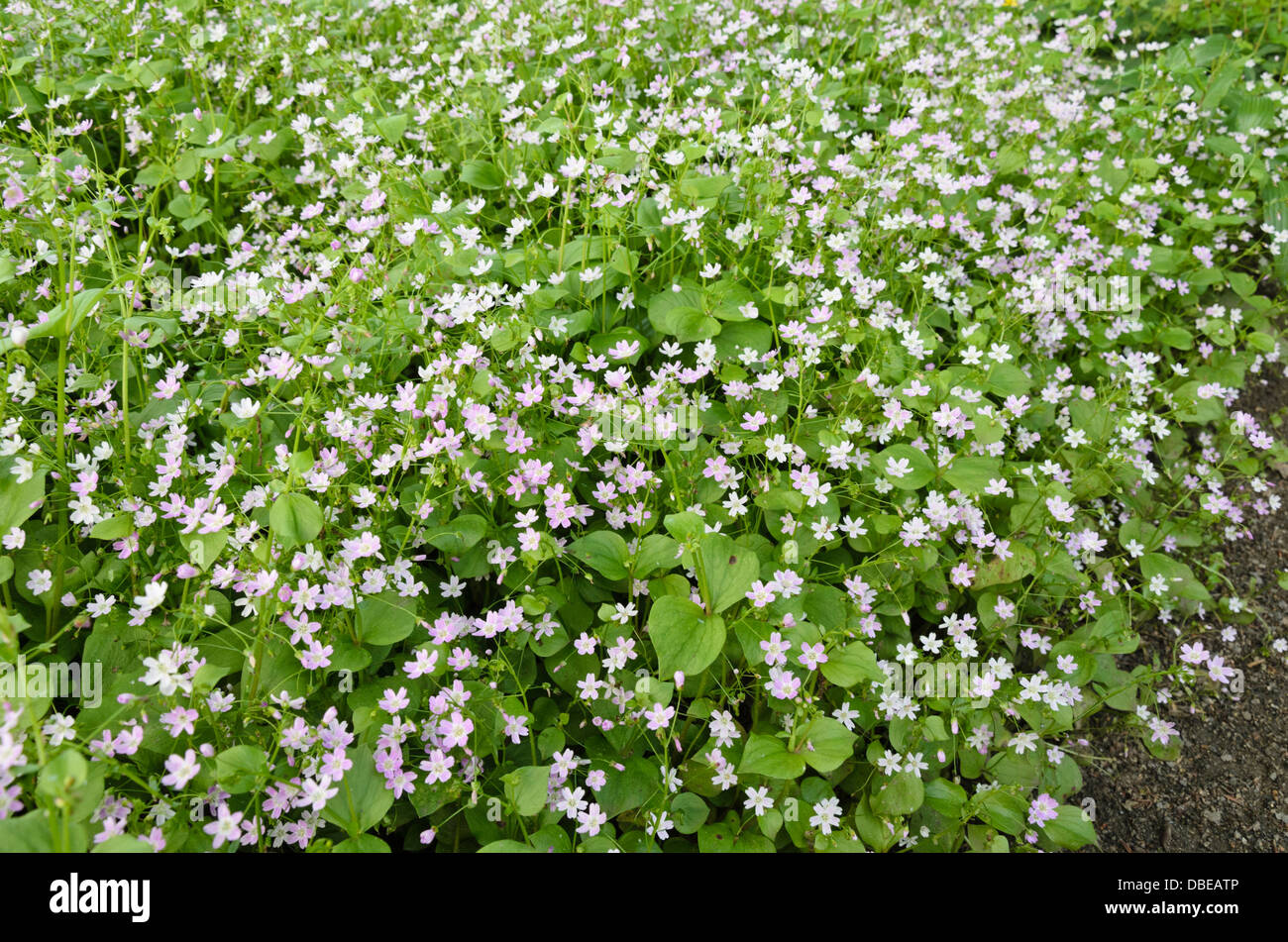 Siberian spring beauty (Claytonia sibirica syn. Montia sibirica) Stock Photo