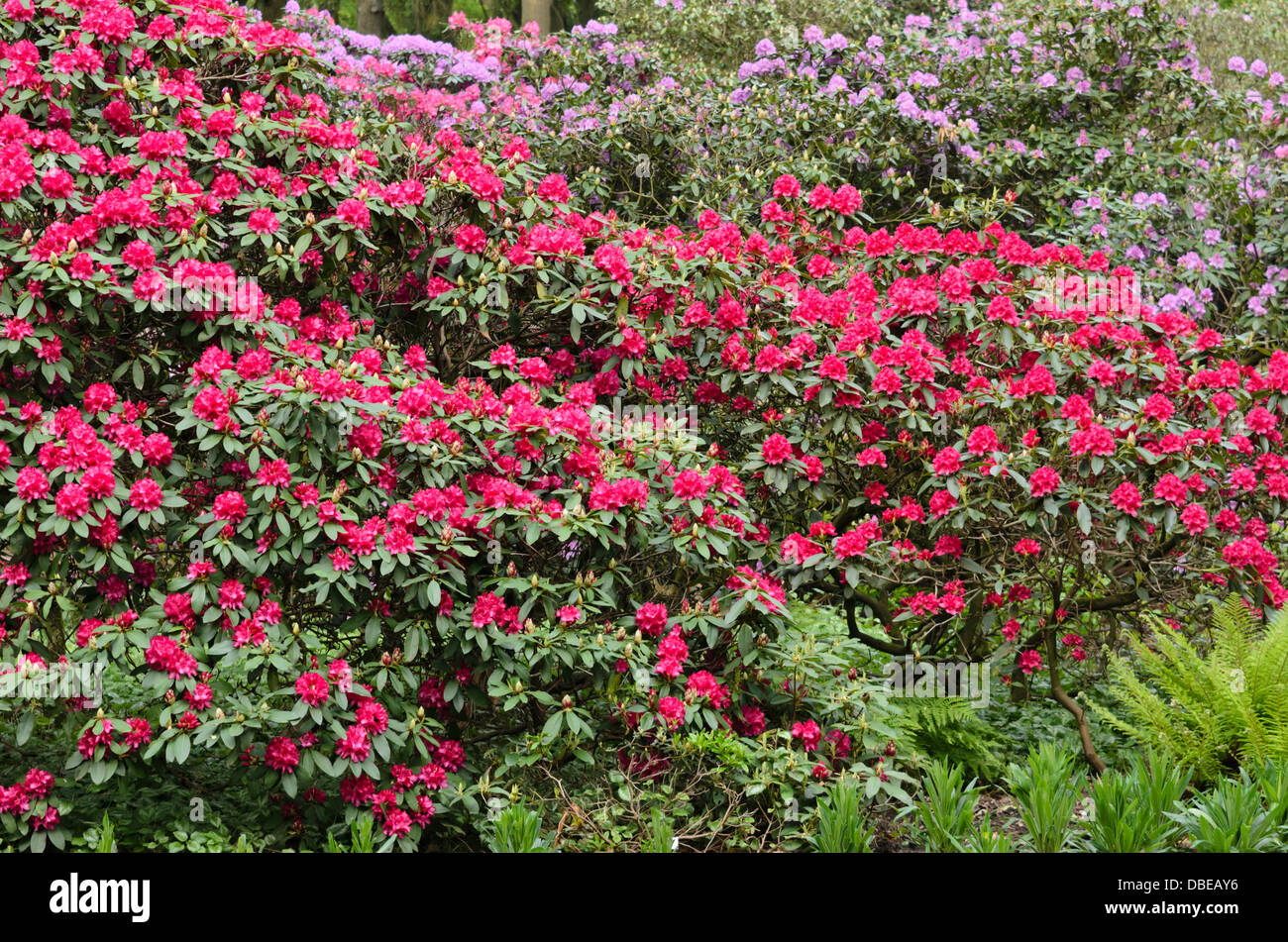 Large-flowered rhododendron hybrid (Rhododendron Edward S. Rand) Stock Photo