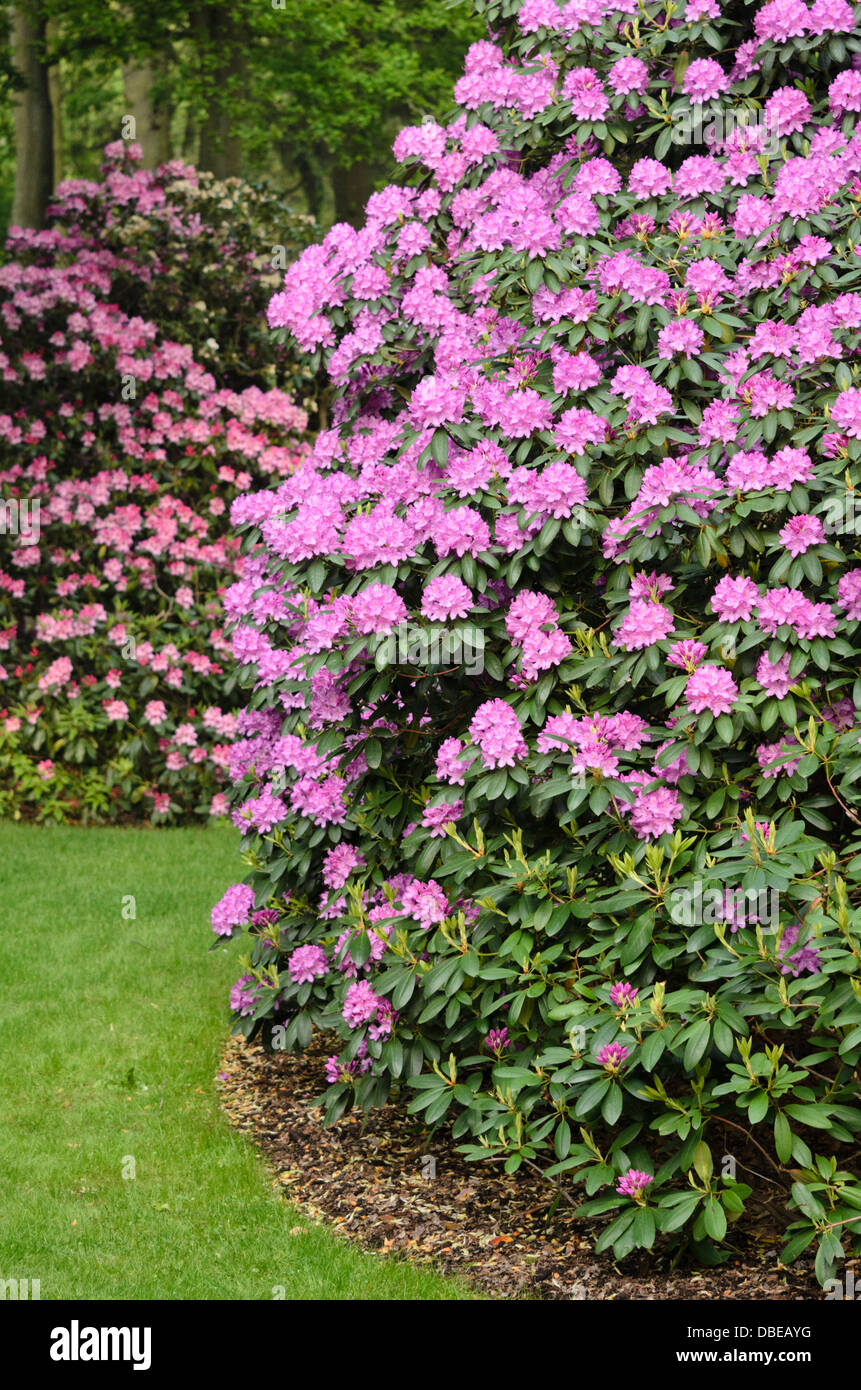 Catawba rhododendron (Rhododendron catawbiense 'Roseum Elegans') Stock Photo
