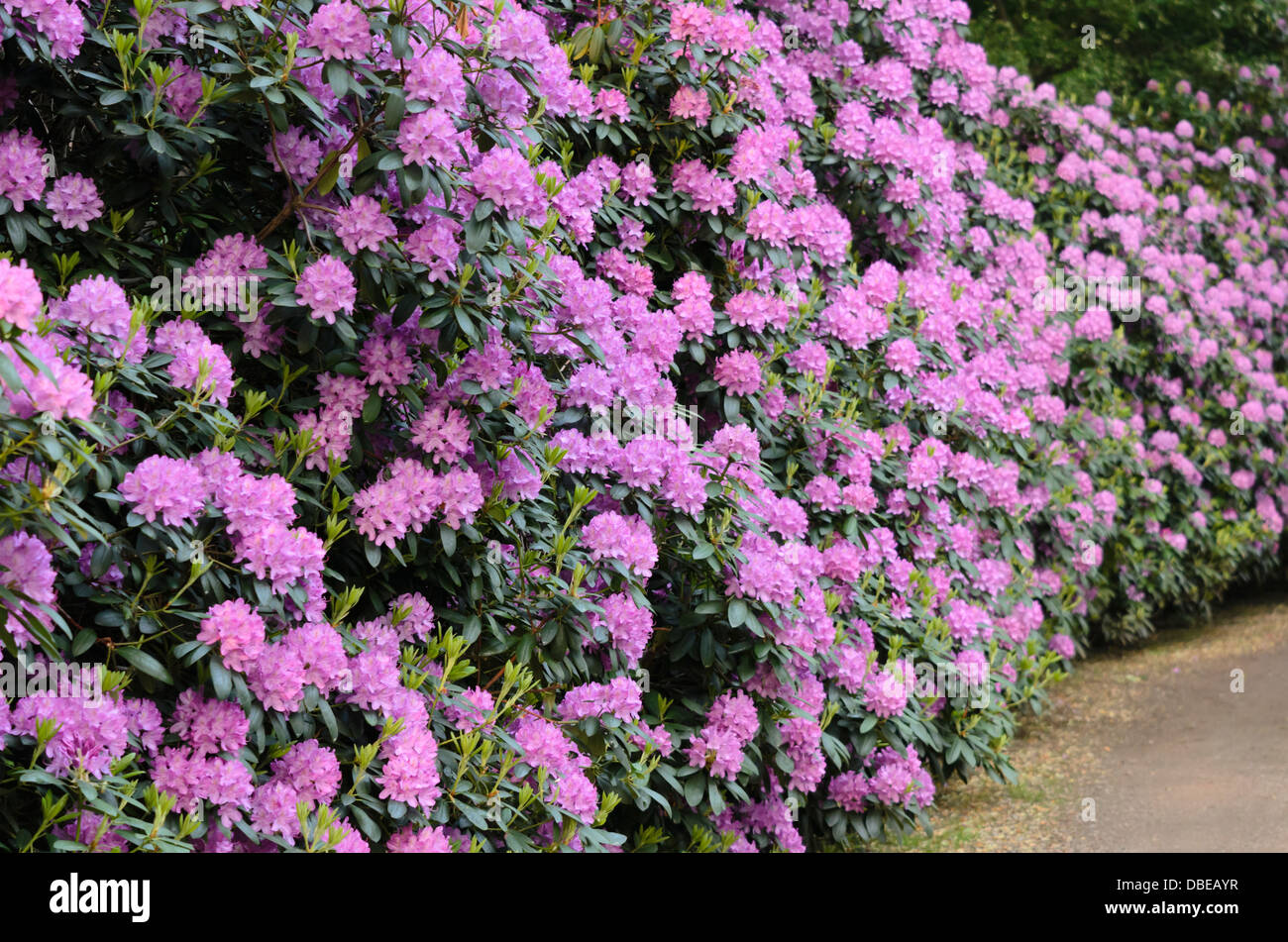 thuja kaufen holland Lebensbaum 'Brabant' | kaufen