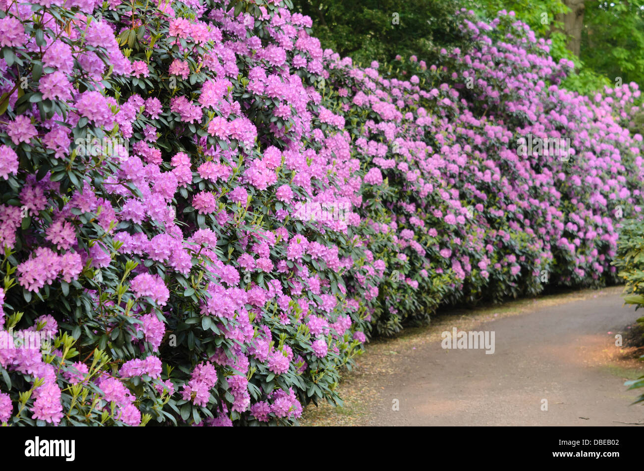 Catawba rhododendron (Rhododendron catawbiense 'Roseum Elegans') Stock Photo