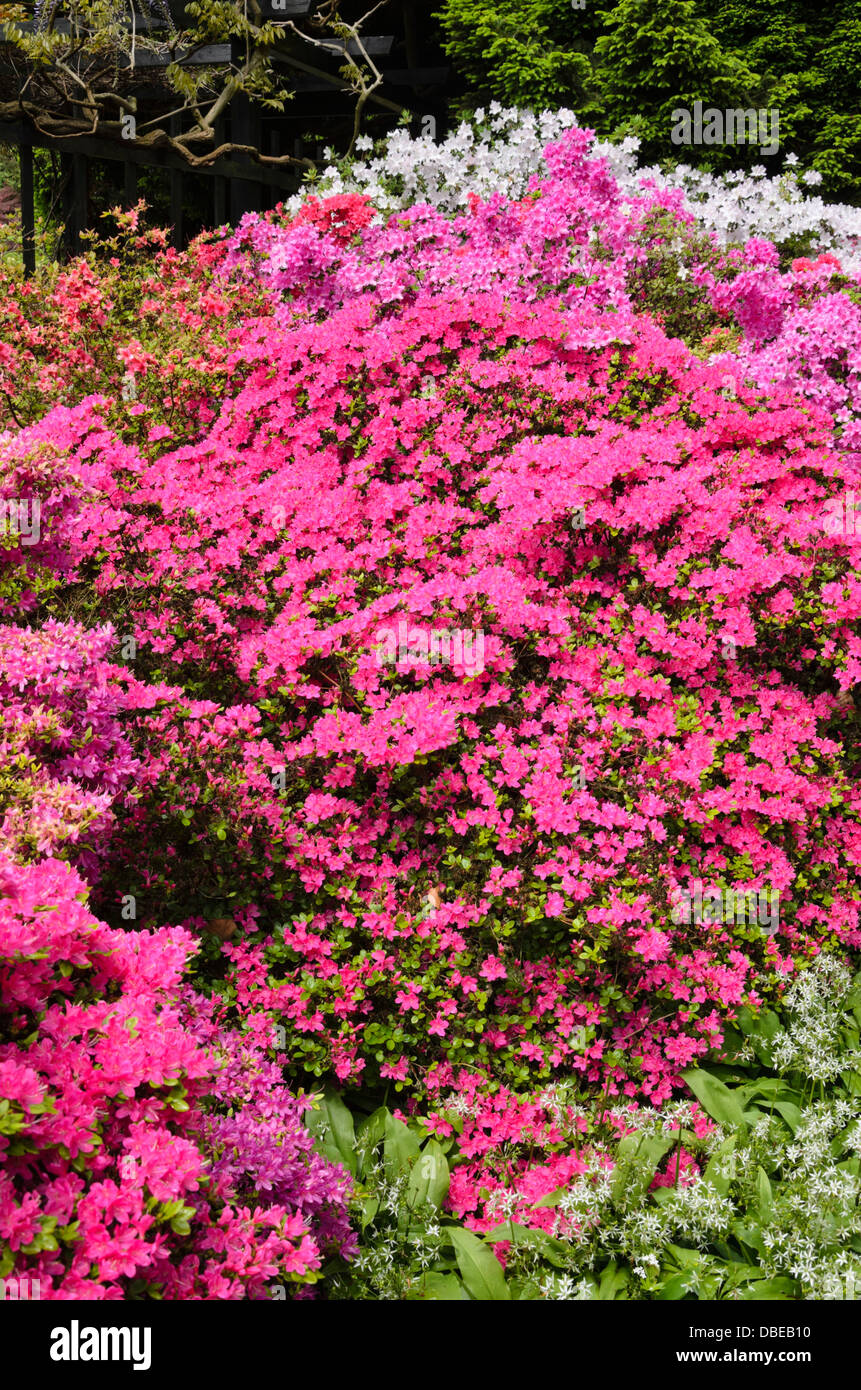Les 8 Meilleures Images De Azalee Arbuste Fleurs Et Jardins