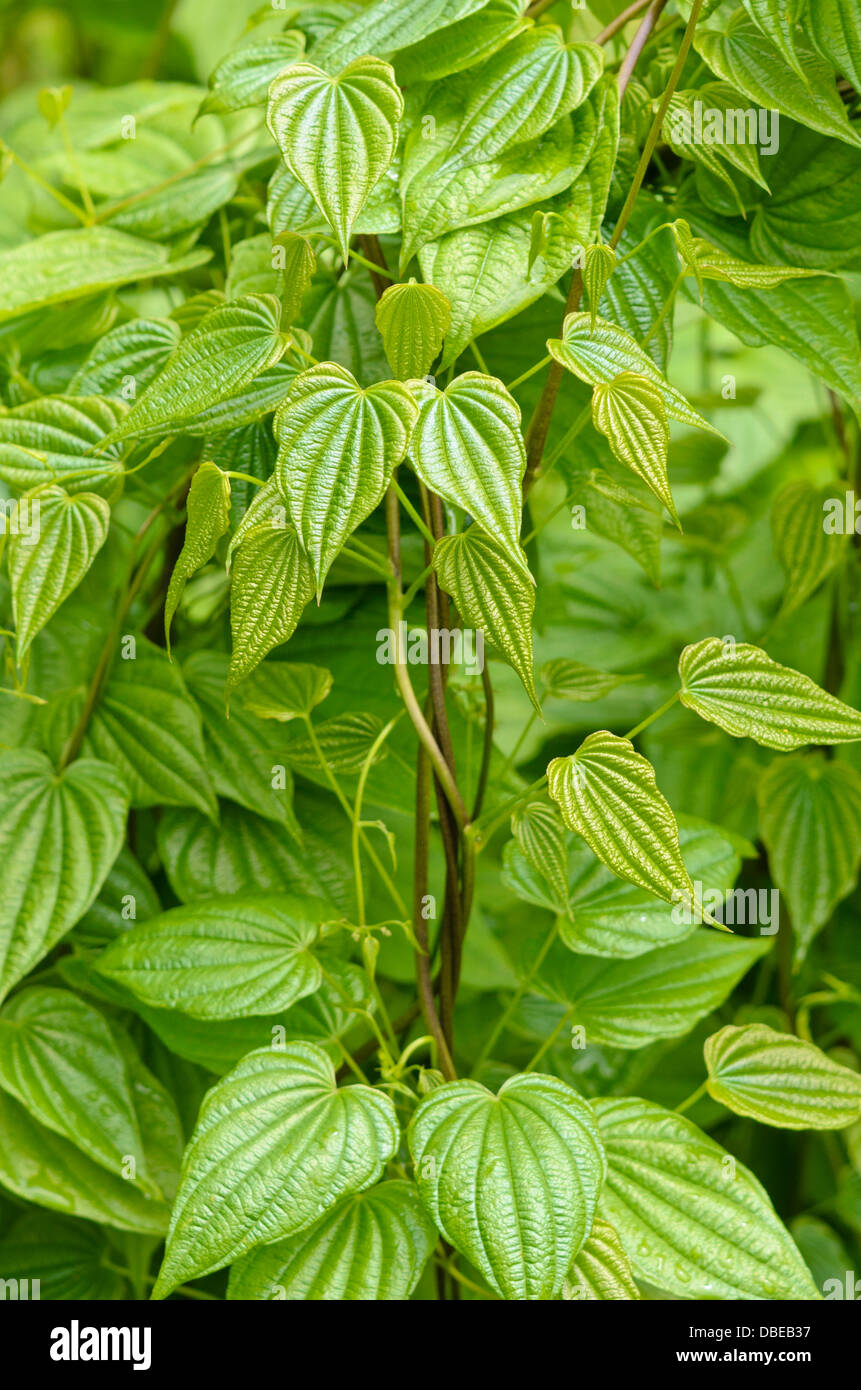 Yam (Dioscorea caucasica) Stock Photo