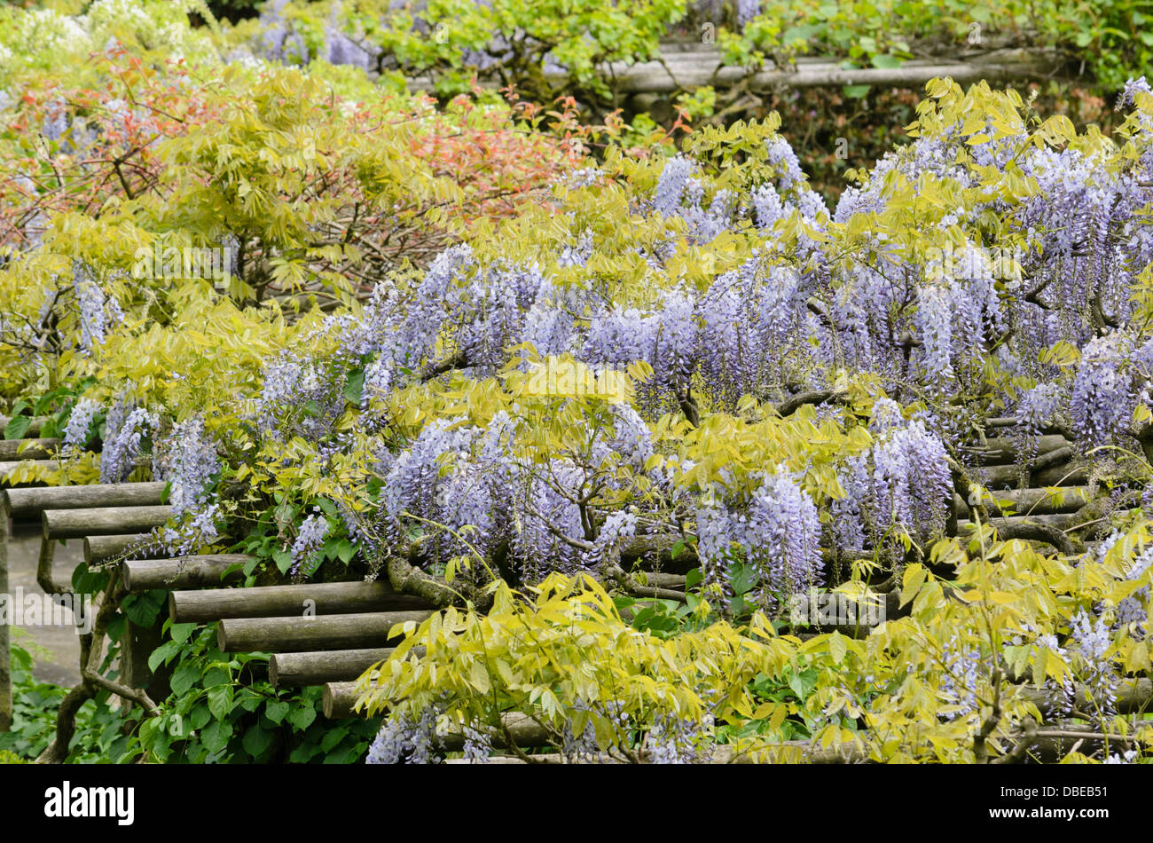 Pergolas wisteria hires stock photography and images Alamy