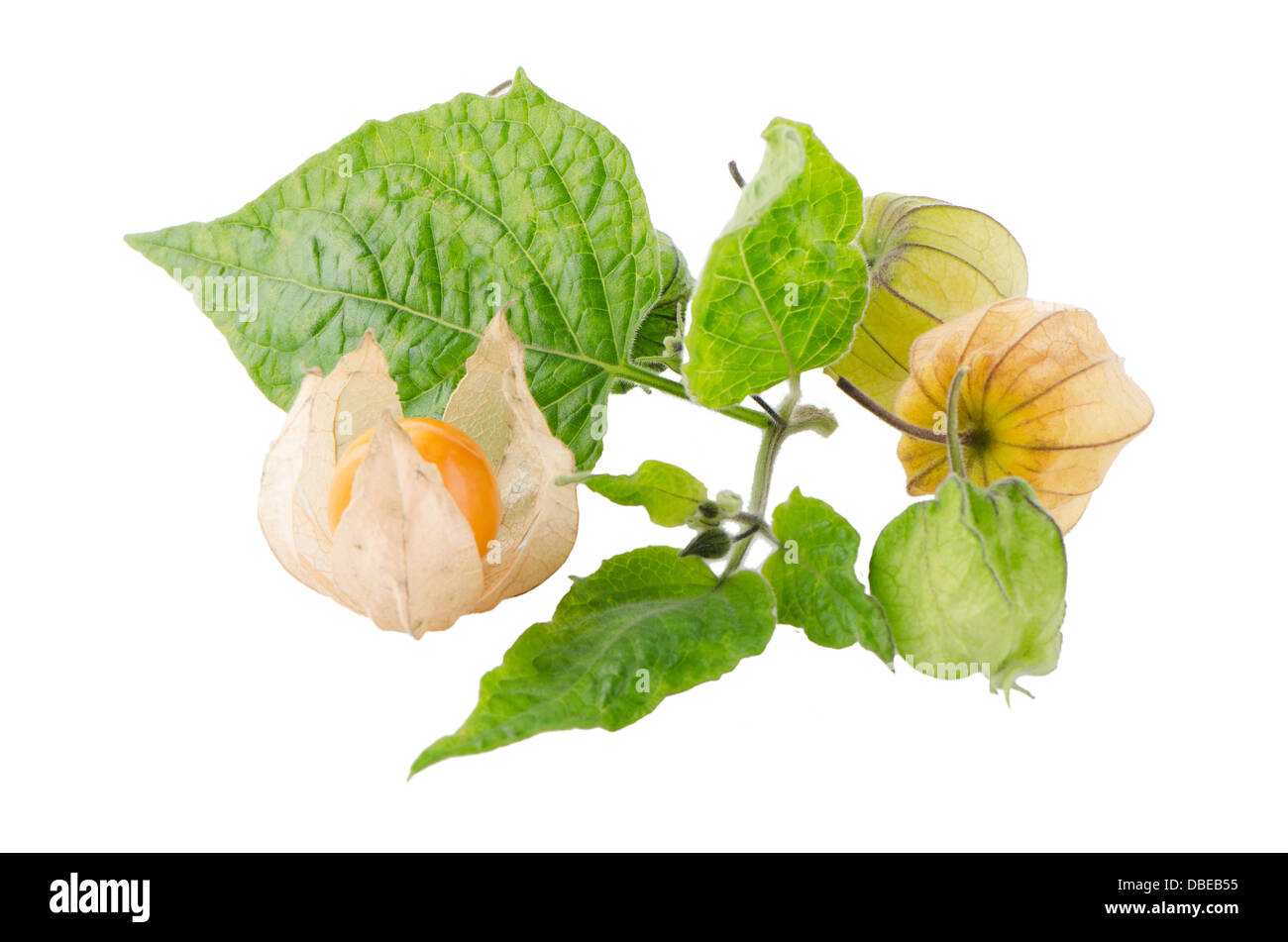 Cape gooseberry (physalis) fruit on white background Stock Photo - Alamy