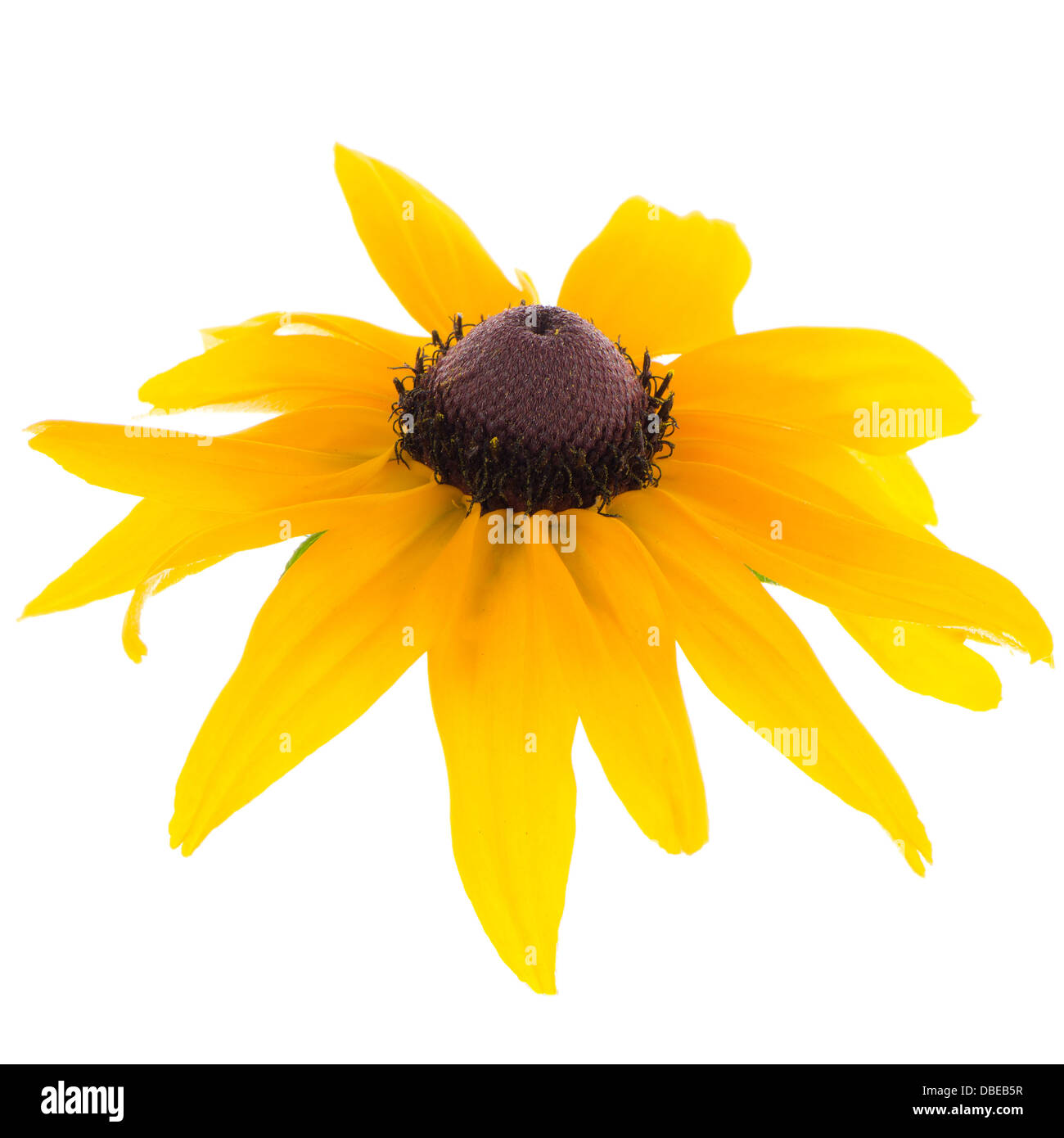 Beautiful sunflower on white background Stock Photo - Alamy