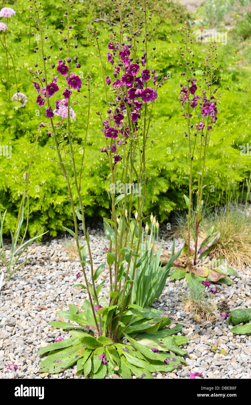 Purple mullein (Verbascum phoeniceum) Stock Photo