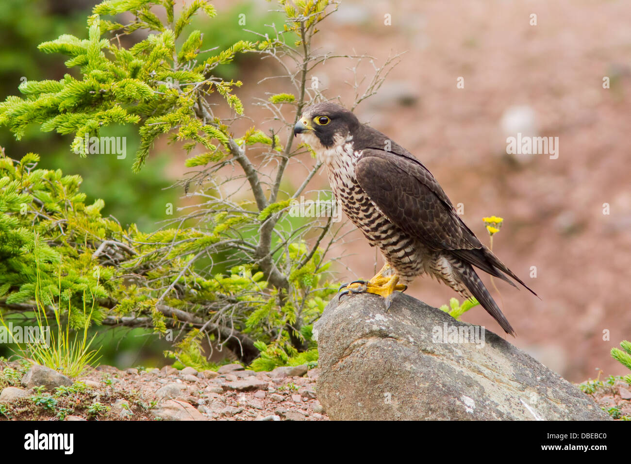 Peregrine Falcon (Falco peregrinus) in Fundy Bay-Canada Stock Photo - Alamy