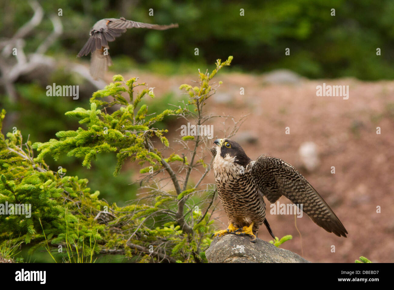 American robin VS Peregrine Falcon in Fundy Bay-Canada Stock Photo