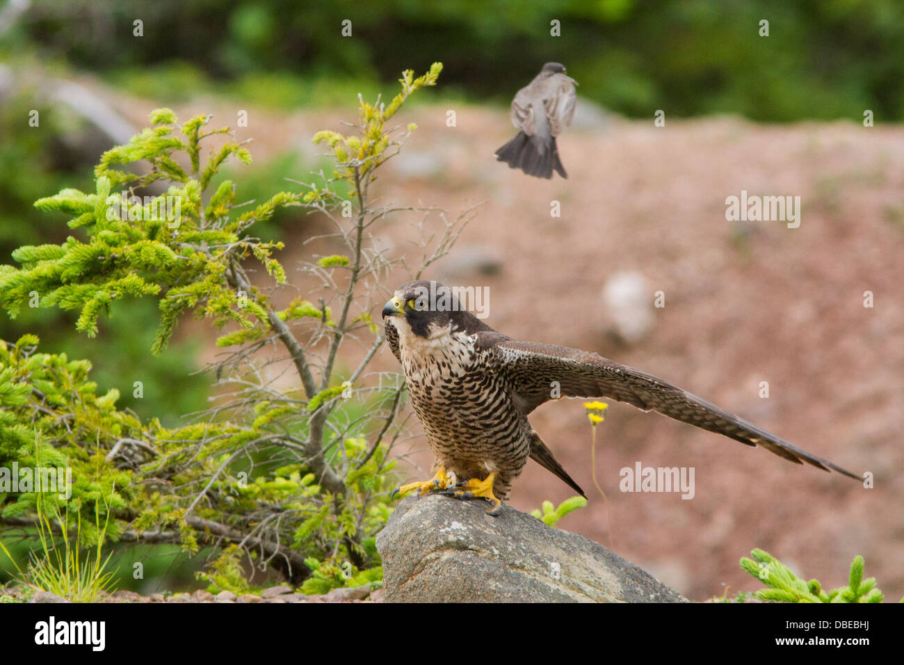 American robin VS Peregrine Falcon in Fundy Bay-Canada Stock Photo