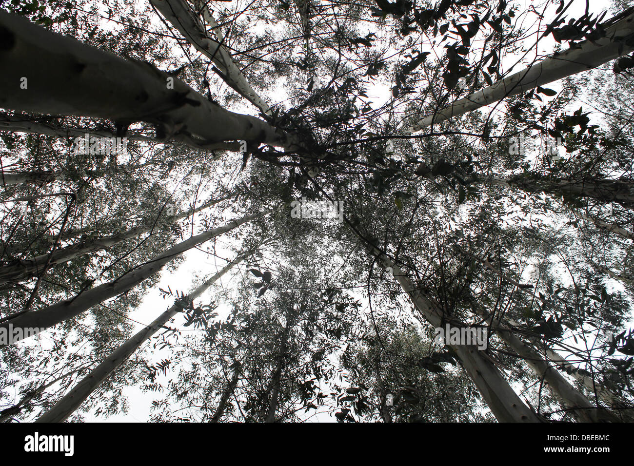 Low angle view tall trees hi-res stock photography and images - Alamy