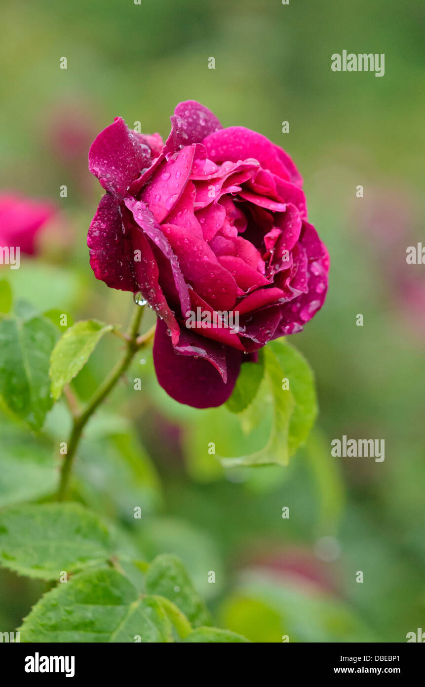 Shrub rose (Rosa Chianti) Stock Photo