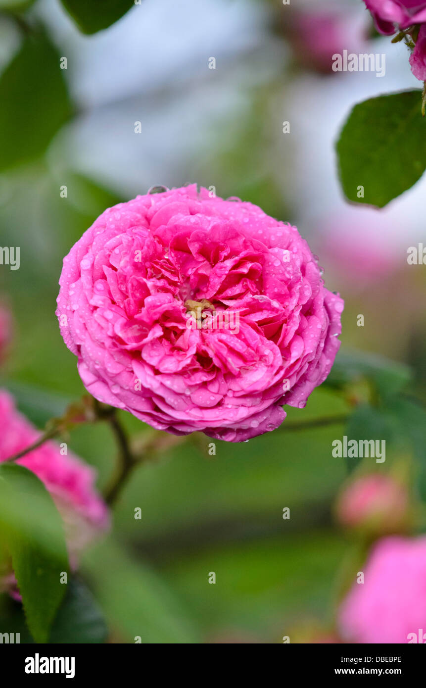 Cabbage rose (Rosa x centifolia Stock Photo Alamy