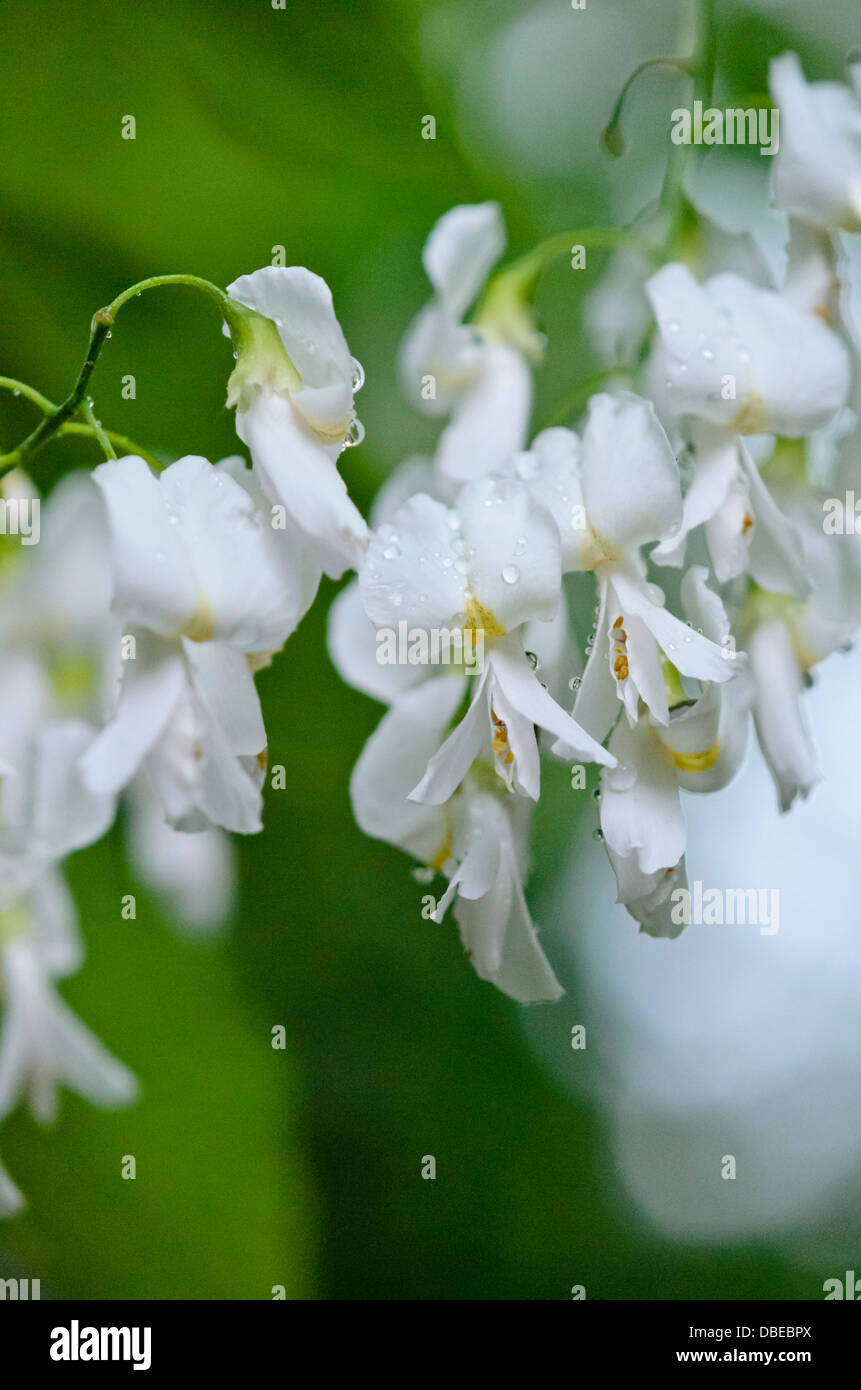 Kentucky yellow wood (Cladrastis kentukea syn. Cladrastis lutea) Stock Photo