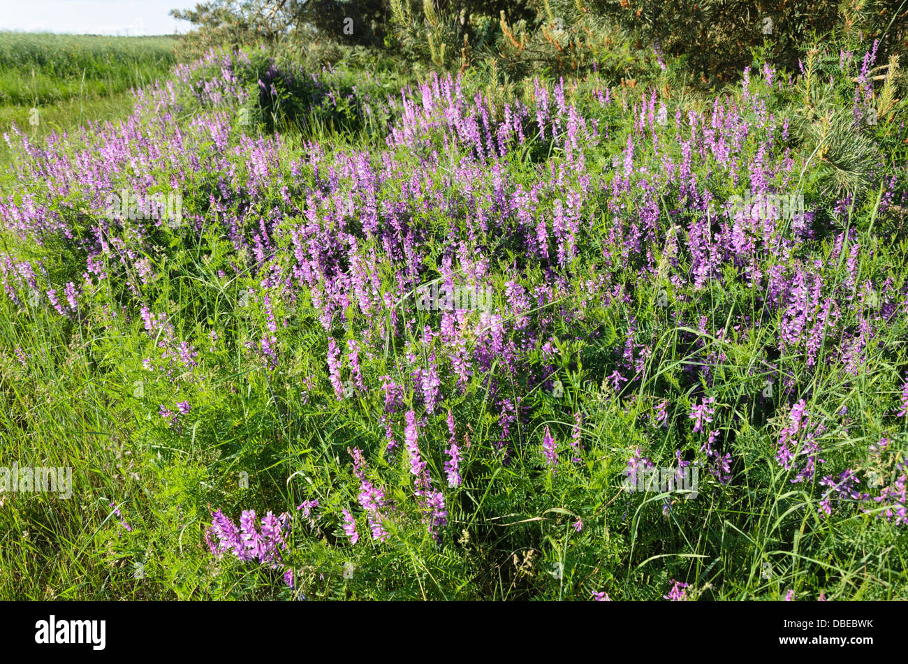 Tufted vetch (Vicia cracca) Stock Photo