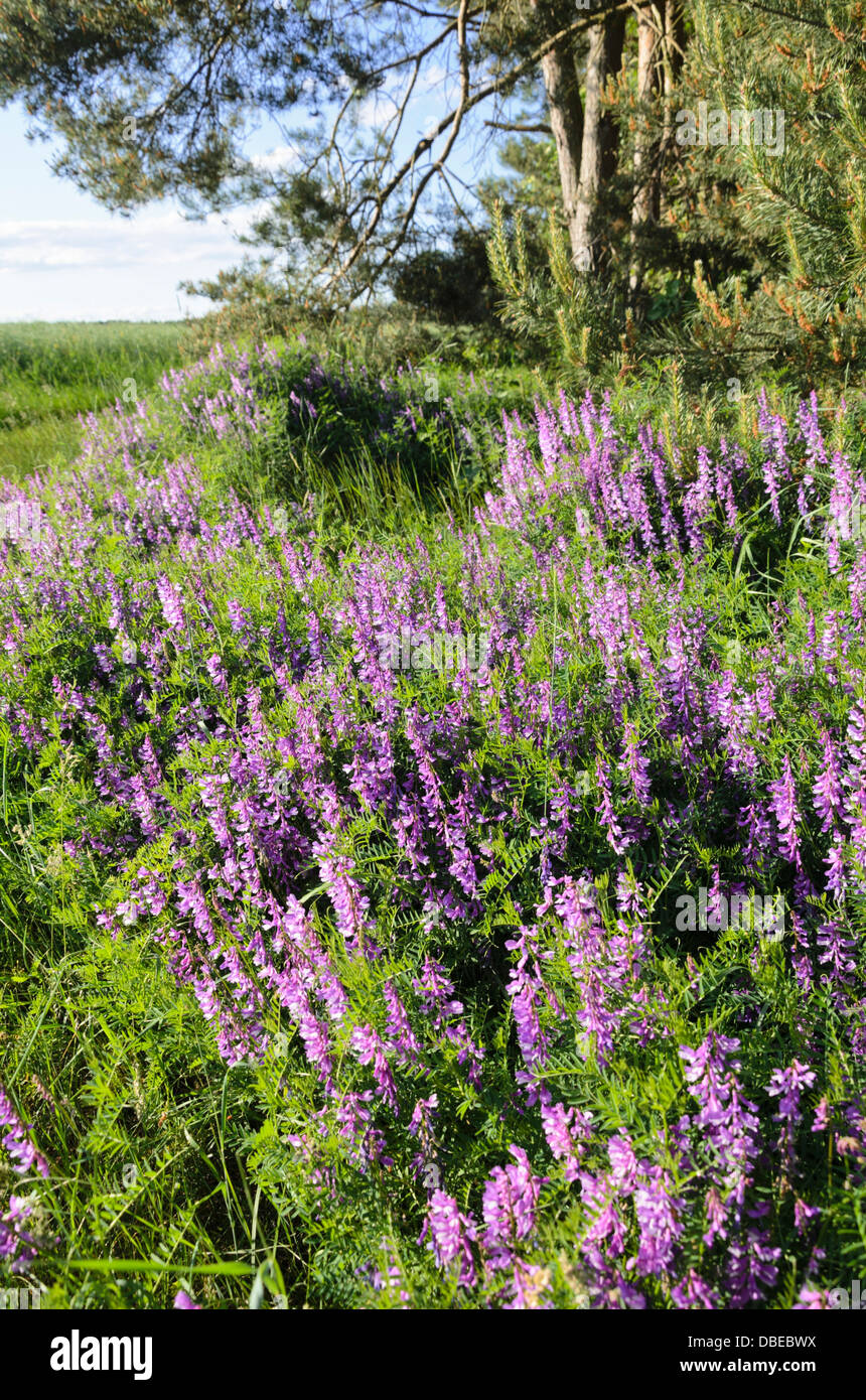 Tufted vetch (Vicia cracca) Stock Photo