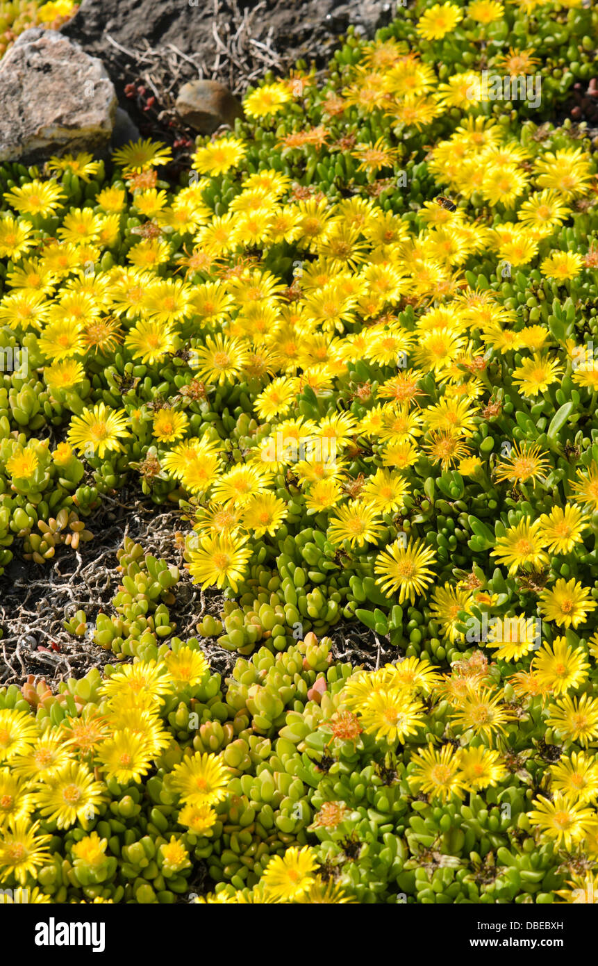 Ice plant (Delosperma nubigenum) Stock Photo