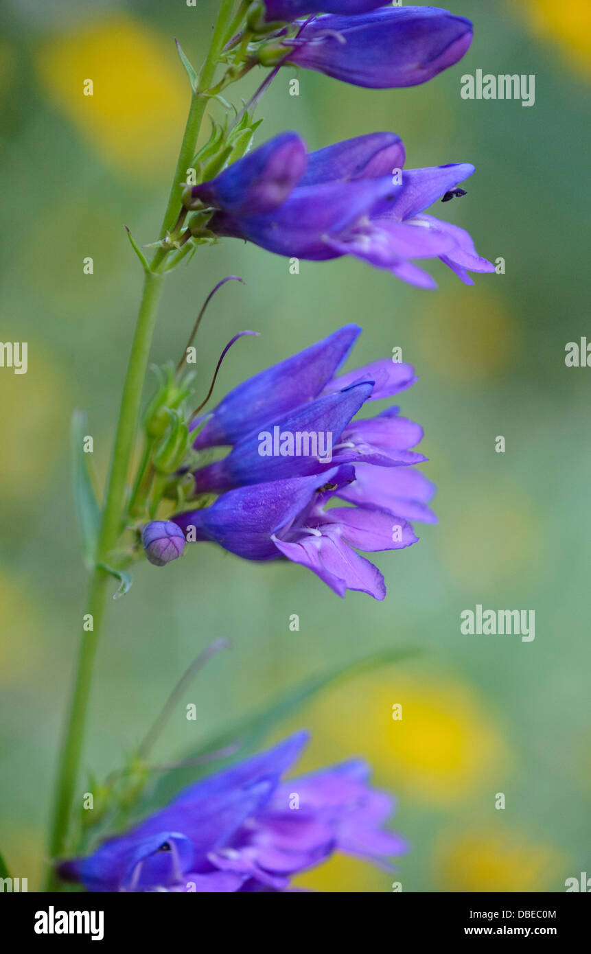 Penstemon barbatus hi-res stock photography and images - Alamy