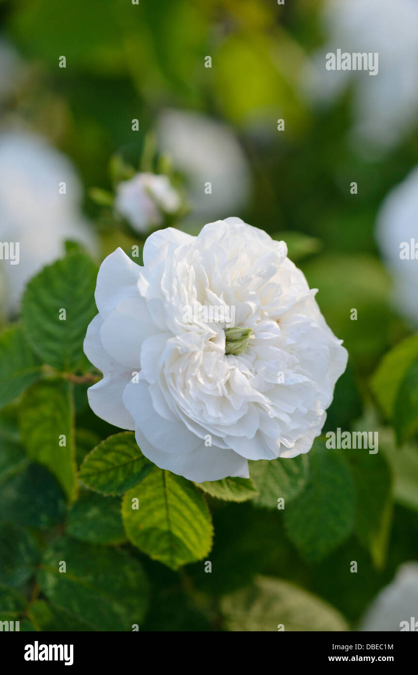 Damask rose (Rosa x damascena 'Mme Hardy' Stock Photo Alamy