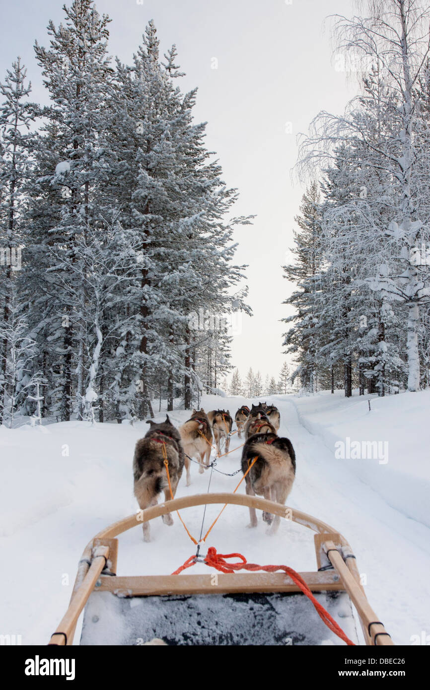 Husky Sledding Through the Forest in Rovaniemi, Finnish Lapland - Arctic Adventure in Winter Wonderland Stock Photo