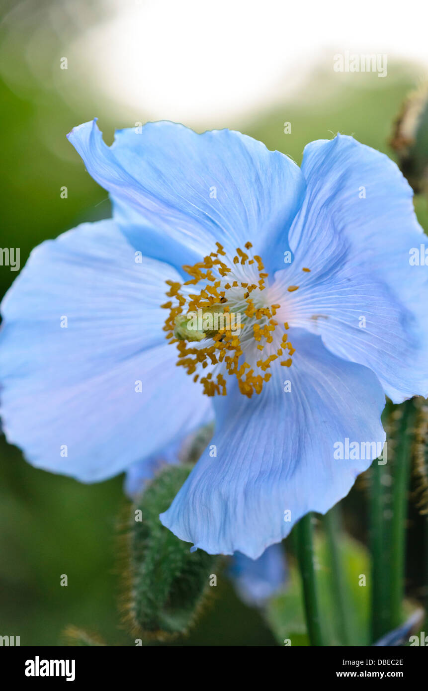 Himalayan blue poppy (Meconopsis betonicifolia) Stock Photo