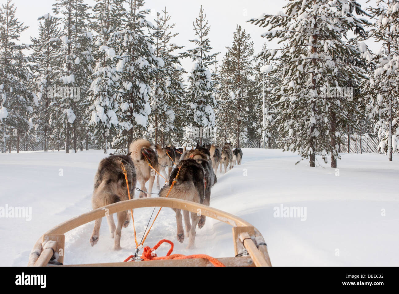 Husky Sledding Through the Forest in Rovaniemi, Finnish Lapland - Arctic Adventure in Winter Wonderland Stock Photo