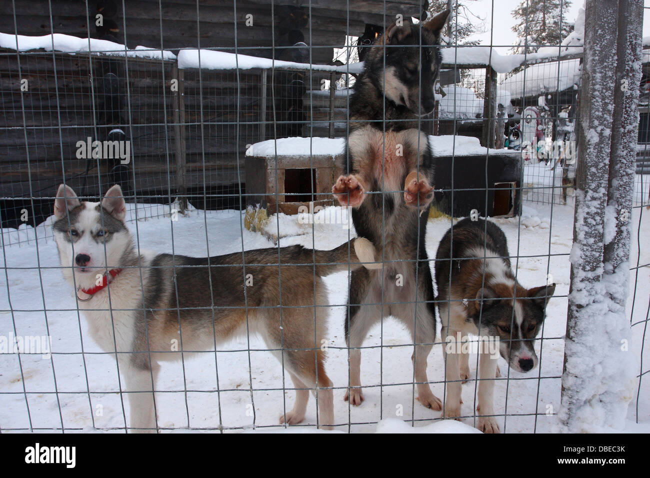 Huskies in Rovaniemi, Finland Stock Photo Alamy