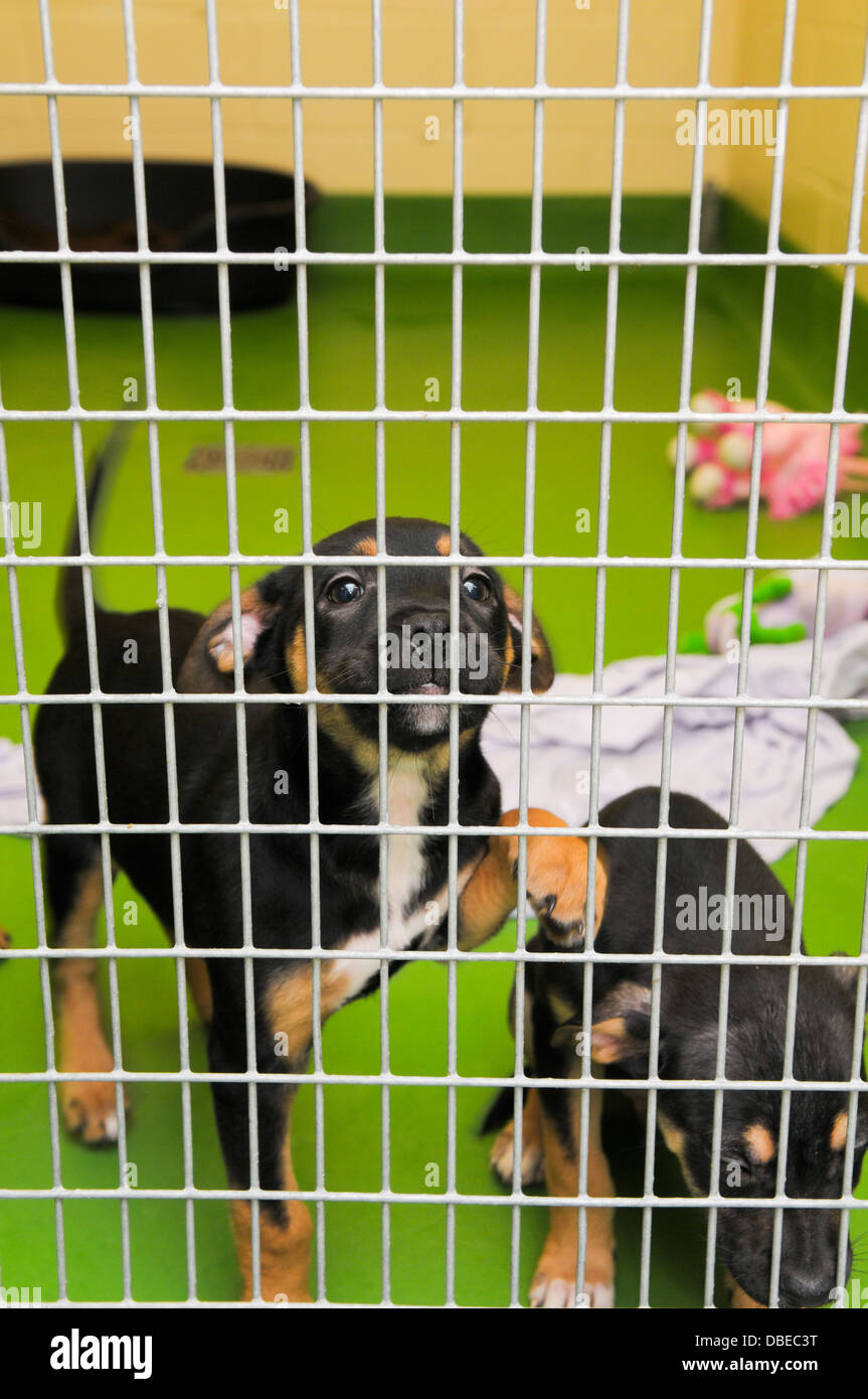 Kennels hires stock photography and images Alamy